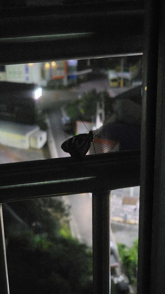 A butterfly resting on a window screen at night, overlooking the quiet city lights