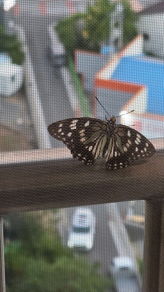 A butterfly resting quietly on a window screen in daylight