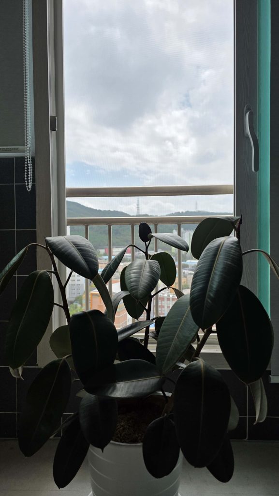 A quiet home with a plant by the window where soft wind flows in