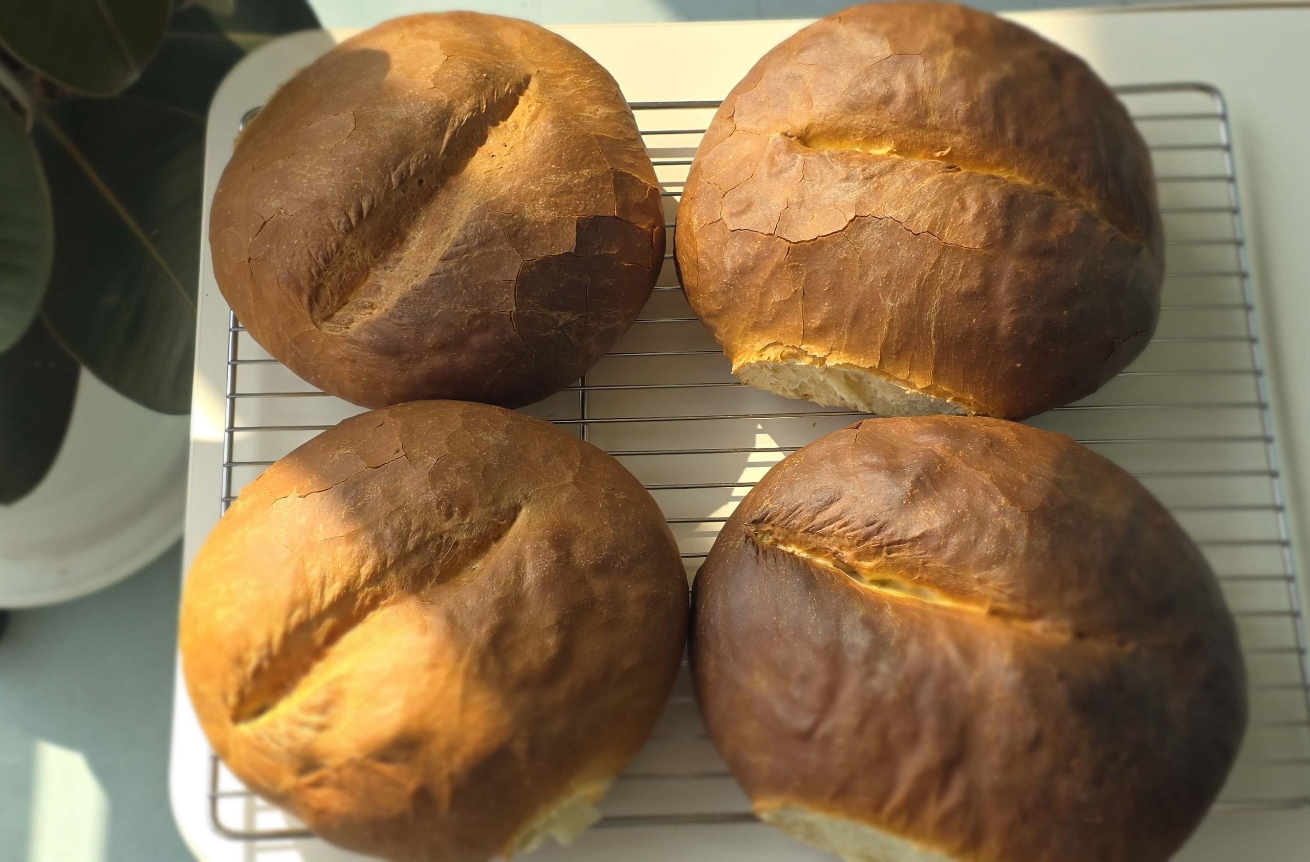 A photo of four homemade breads made with cold fermentation, placed under natural light