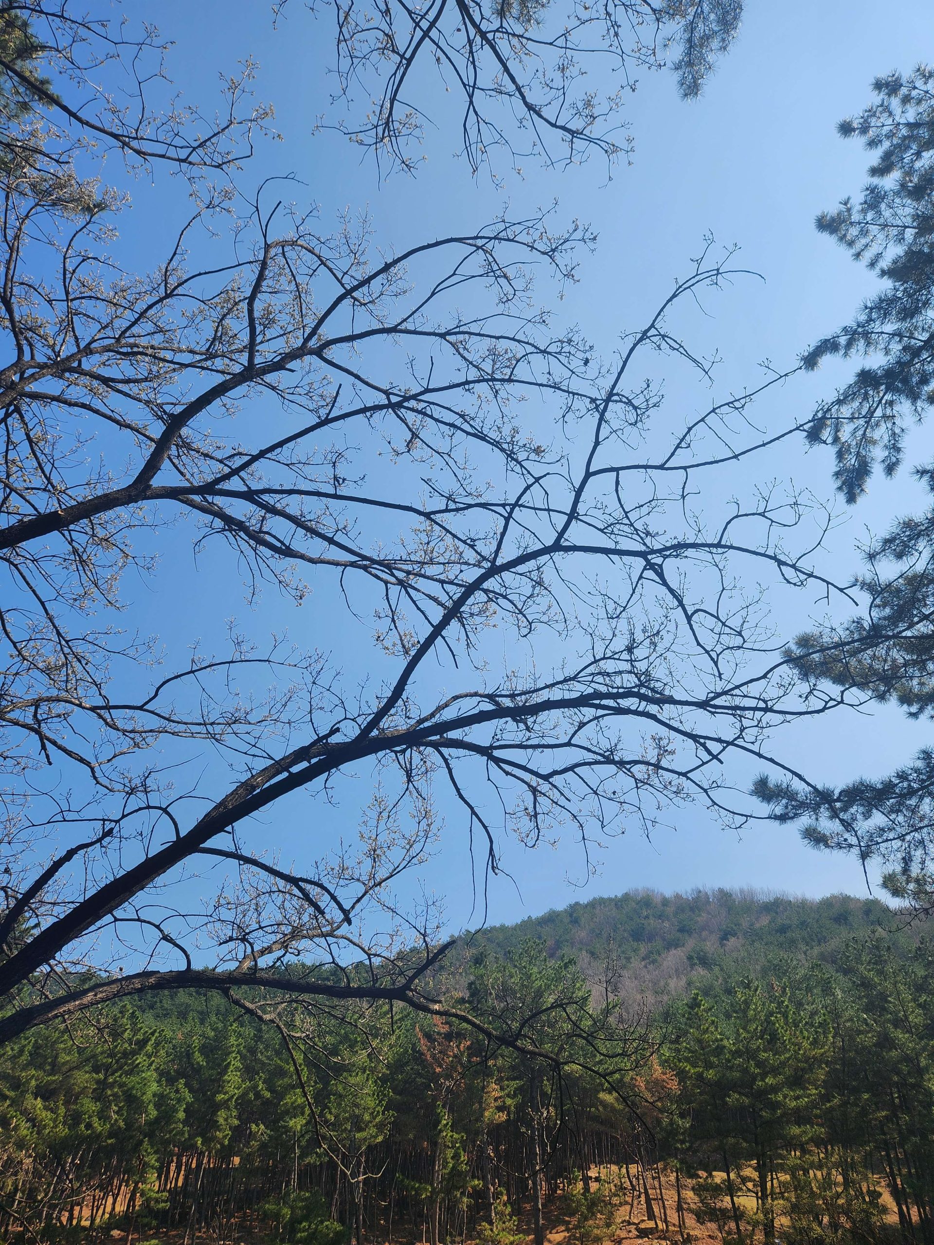 quiet weekend sky with tree branches and open space