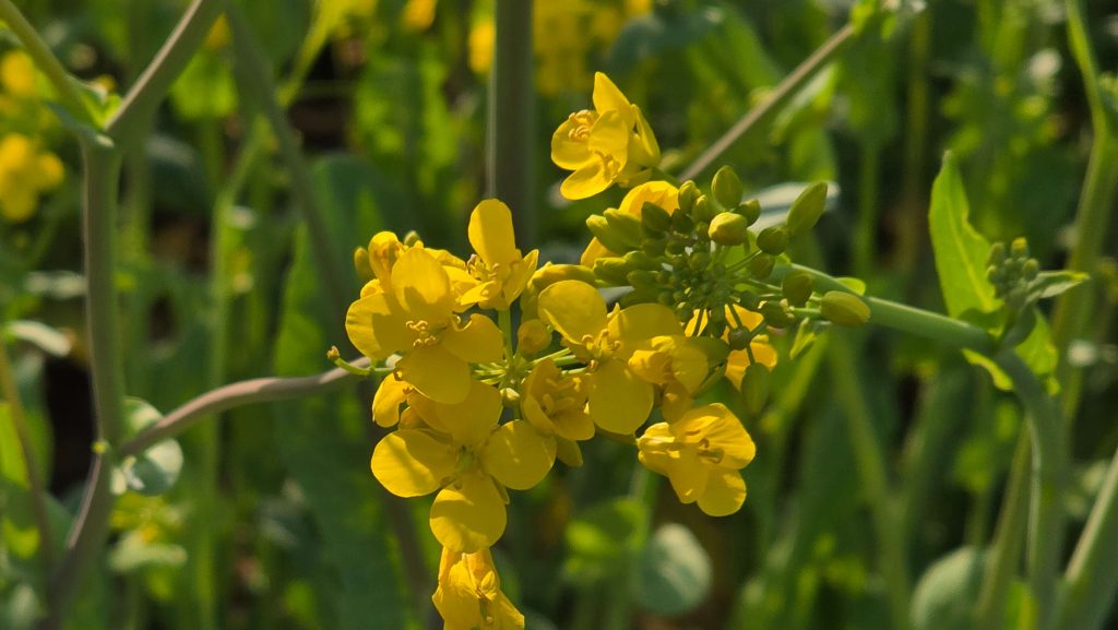 yellow flowers in sunlight calm weekend moment