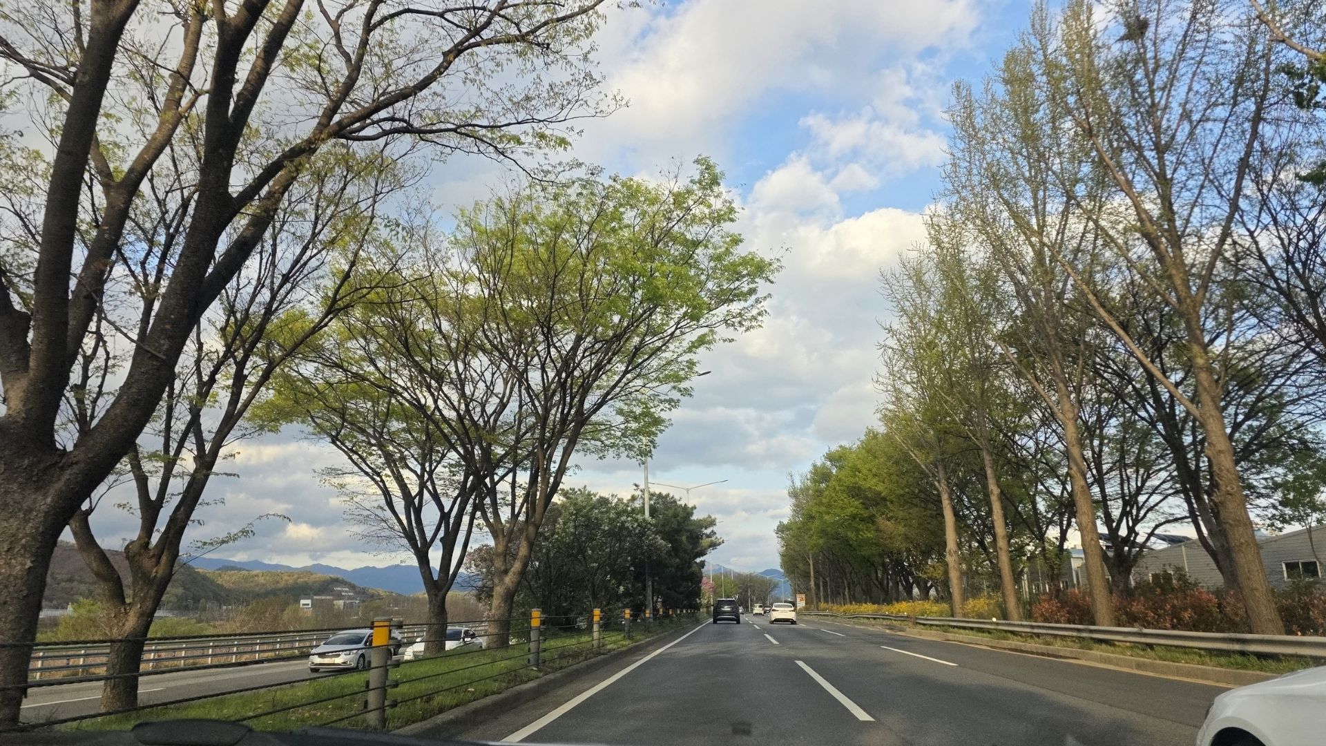 open road with trees and soft sky showing calm driving rhythm