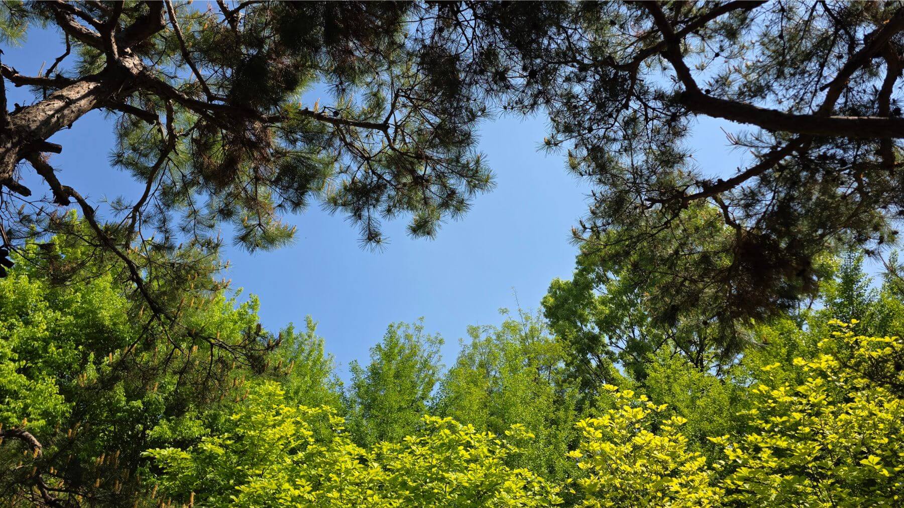 a view of the open sky through trees showing a simple reset moment where something shifts