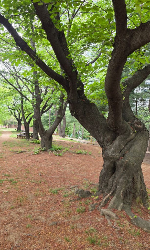 large tree with twisted trunk and green leaves in a quiet walking path
