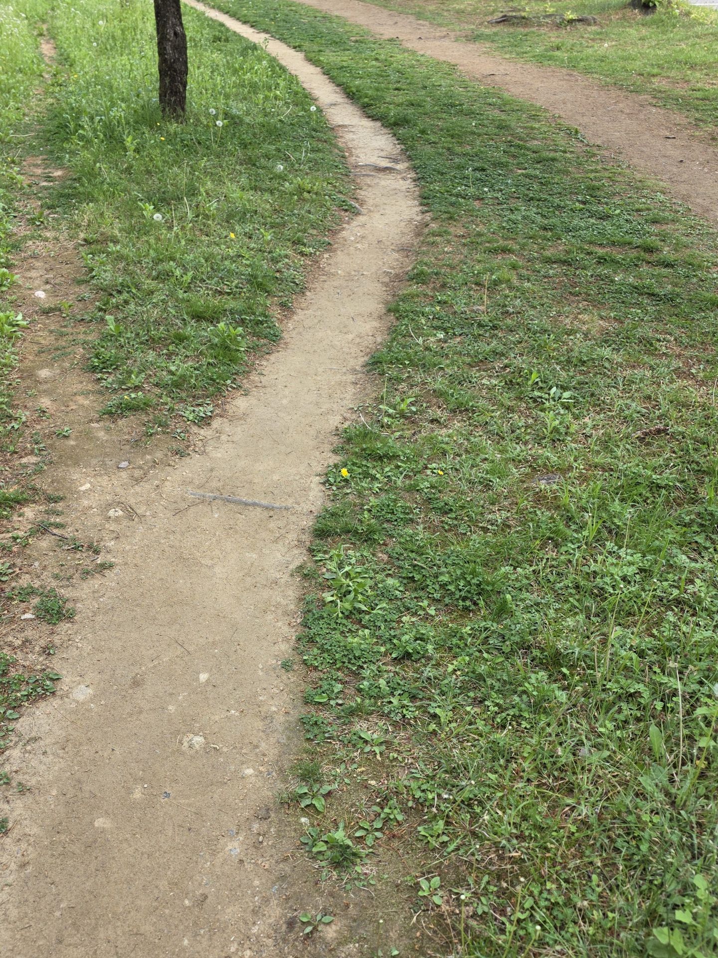 A quiet walking path surrounded by grass and trees during an everyday reset walk