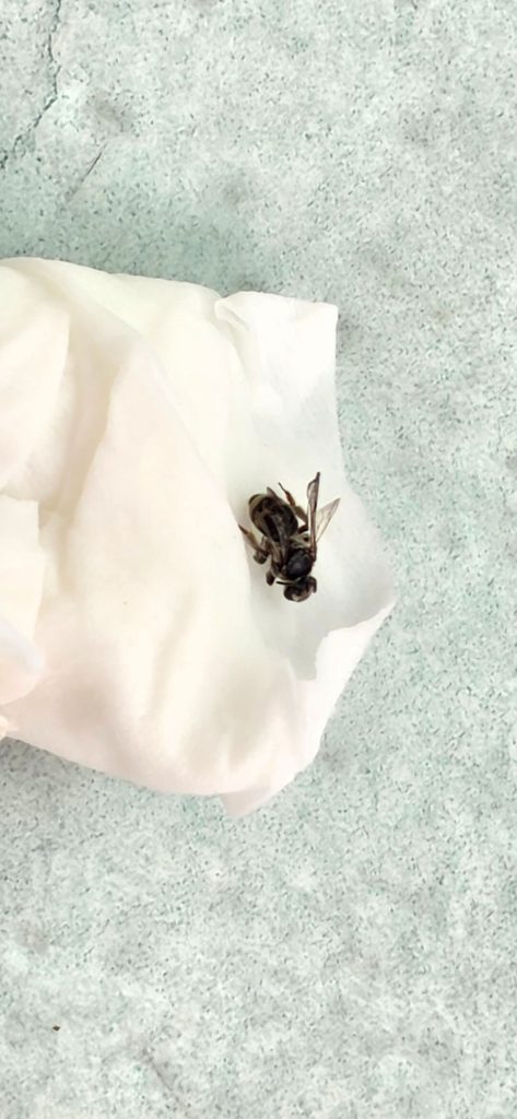 Close-up of the bee after it stung my neck