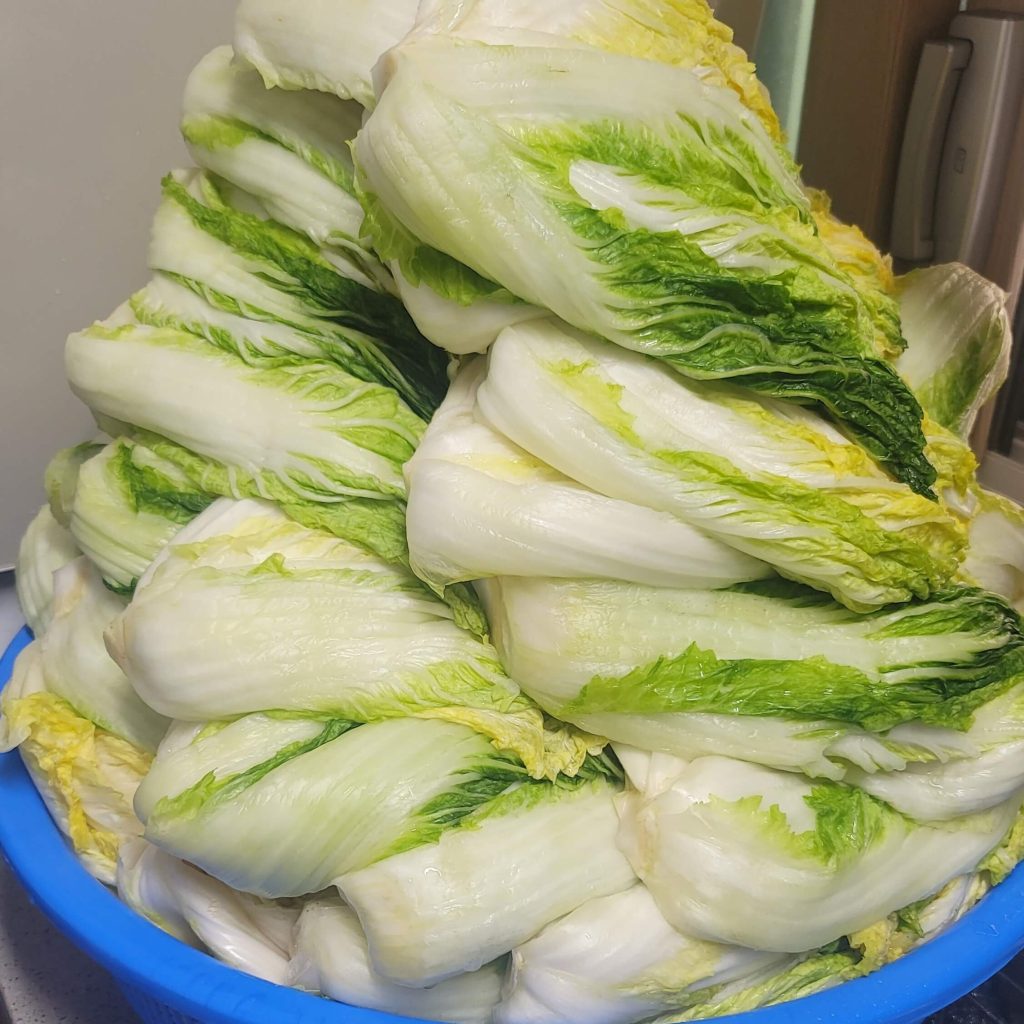 Washed napa cabbages piled up in my small officetel kitchen