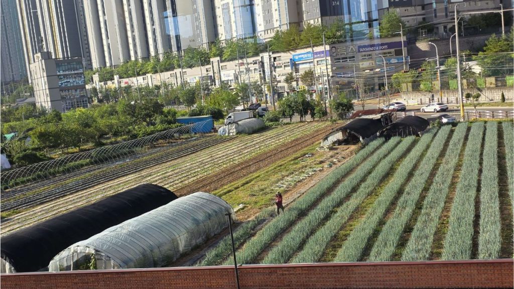 A man carrying green onions in the field