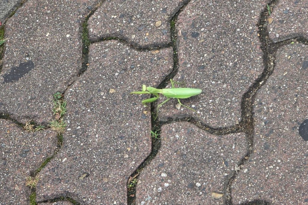 A light green mantis moving forward across the pavement.