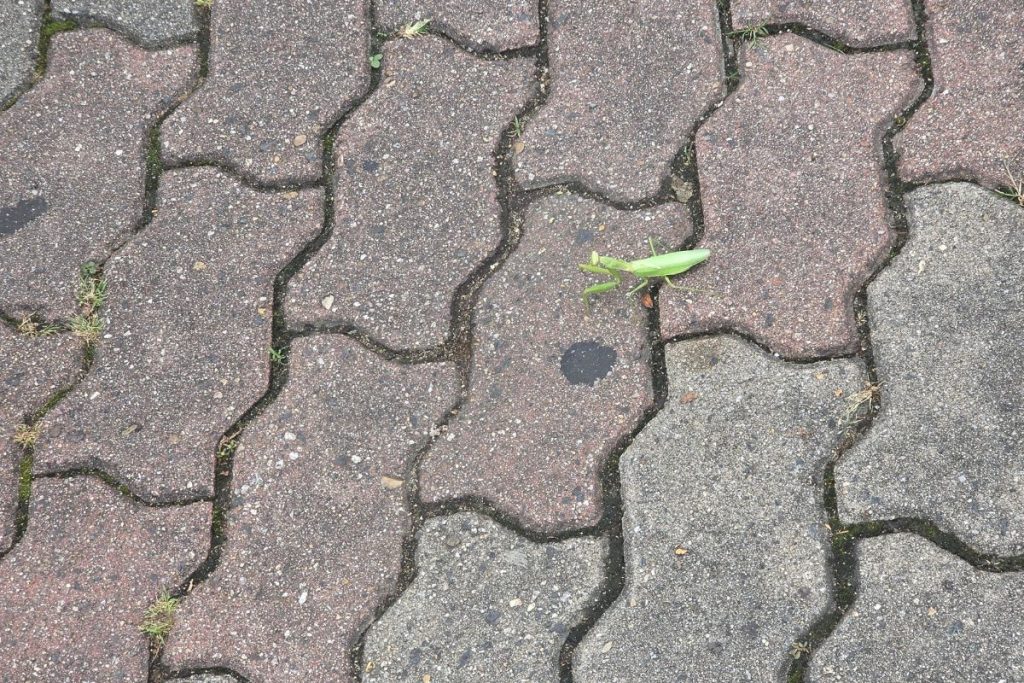 A light green mantis beginning to move across the pavement.