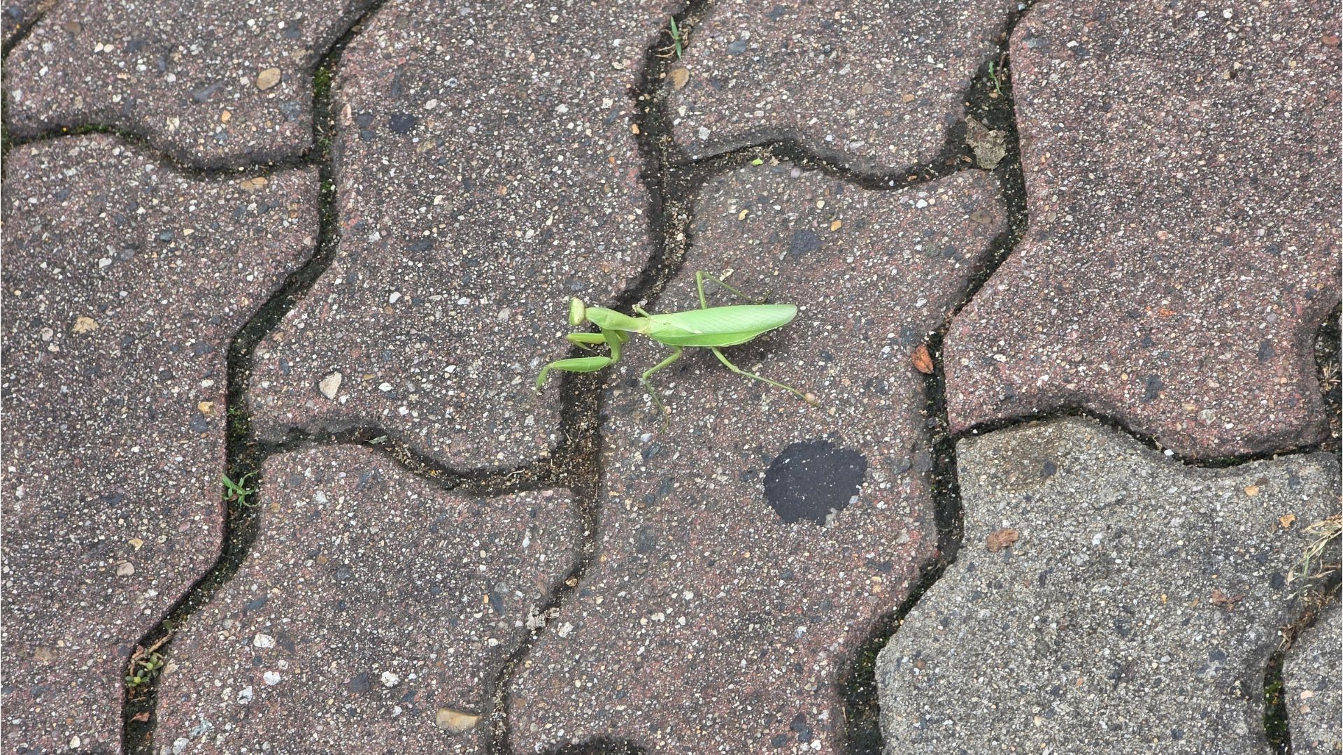 A light green mantis on the pavement outside our apartment building.