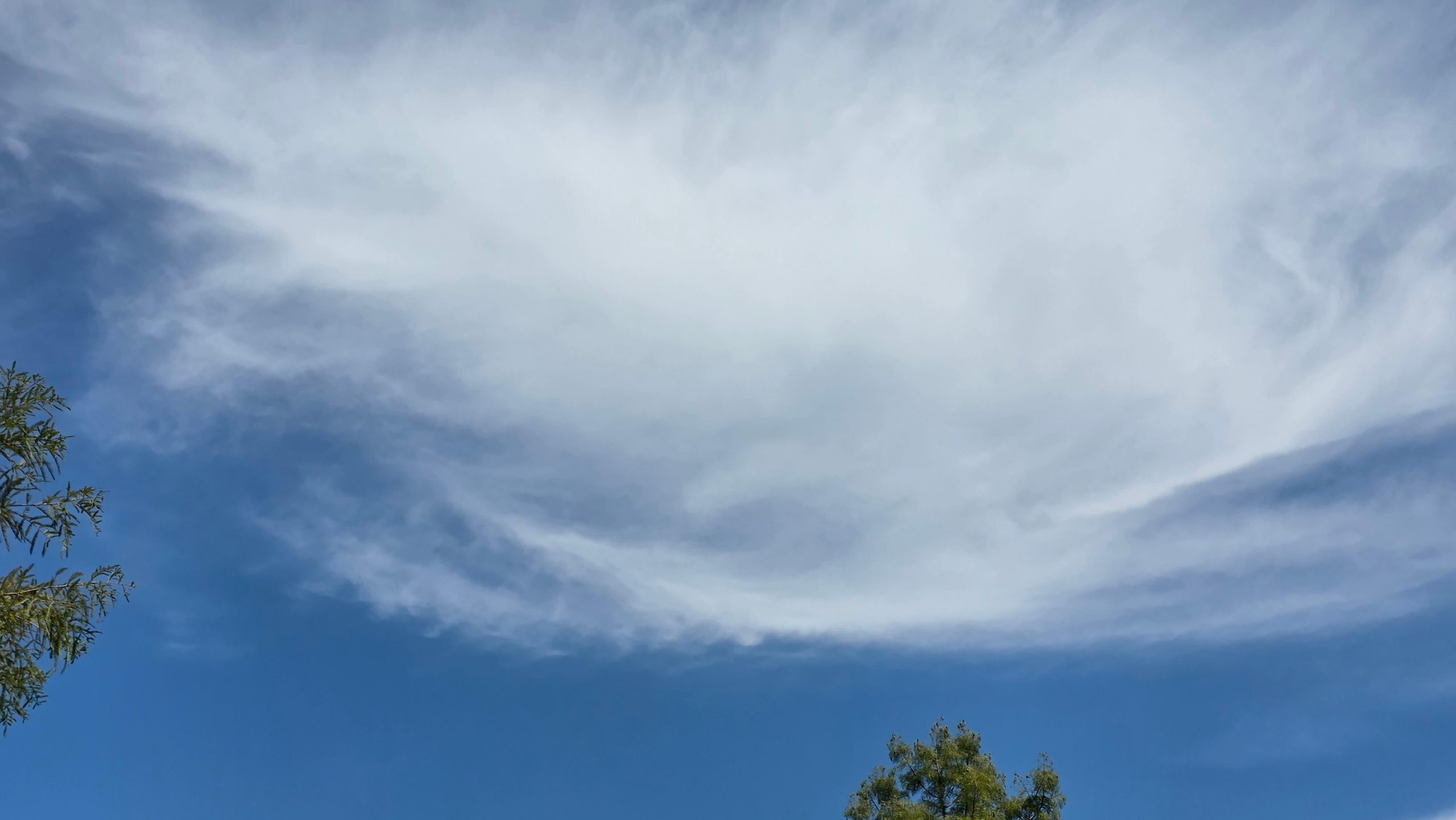 Soft white clouds spreading across a blue sky above the treetops.