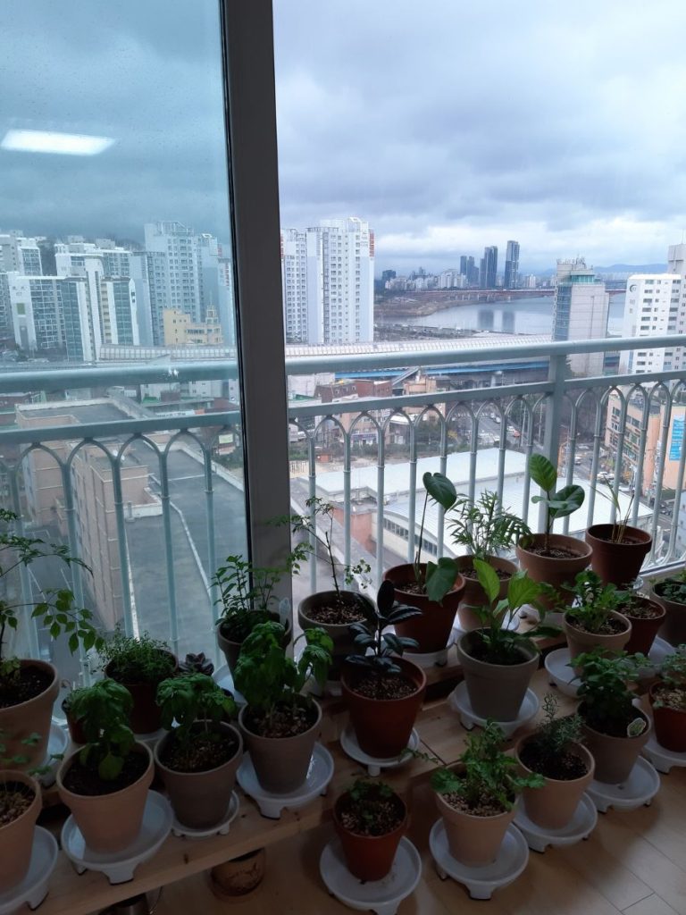 Potted plants by the window of our Seoul apartment, with buildings and the Han River in the distance.