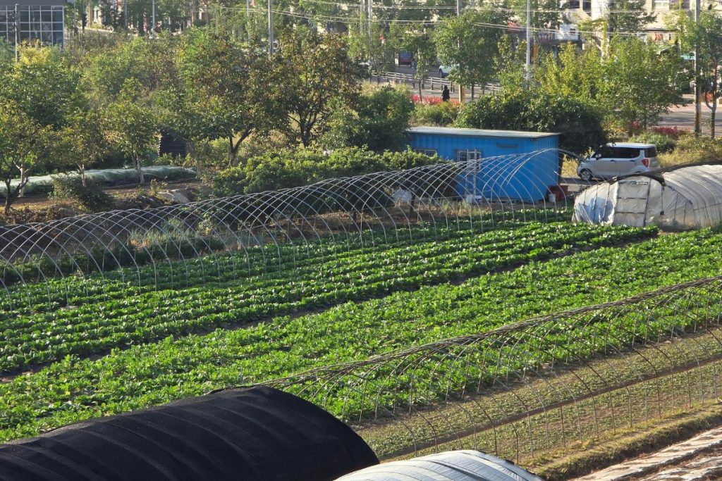 Green vegetables growing in neat rows in a field outside the cafe